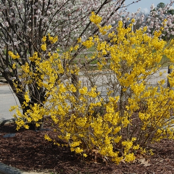 Forsythia intermedia 'Lynwood' - Lynwood Gold Foysythia