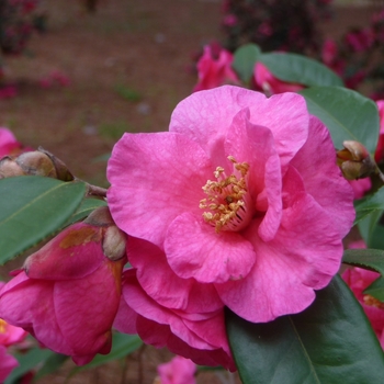 Camellia sasanqua 'Kanjiro' - Kanjiro Camellia