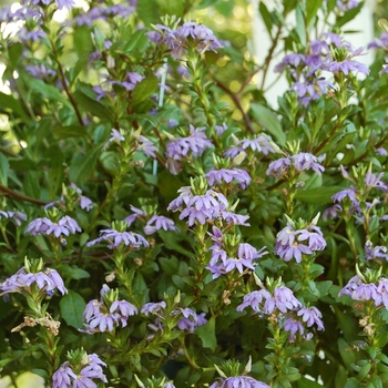 Scaevola aemula 'Mauve Clusters' - Scaevola