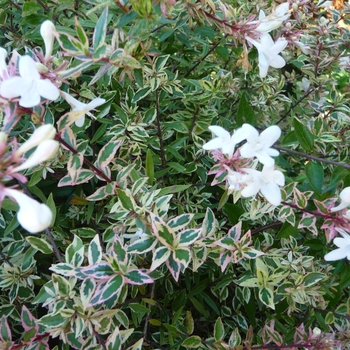 Abelia x grandiflora 'Conti' 