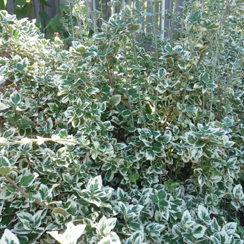 Euonymus fortunei ''Emerald Gaiety'' - Emerald Gaiety Euonymus