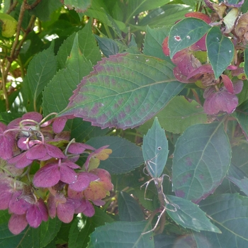 Hydrangea serrata 'Preziosa' - Tea of Heaven