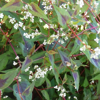 Persicaria microcephala 'Red Dragon' - Fleece Flower