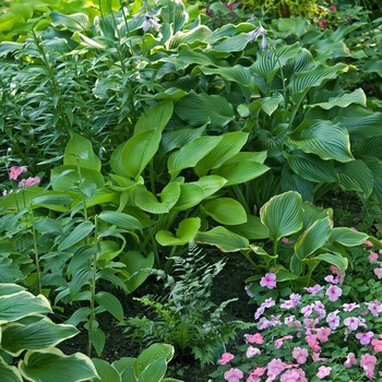 Hosta Multiple Varieties - Hosta