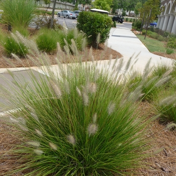 Pennisetum alopecuroides 'Little Bunny' - Dwarf Fountain Grass