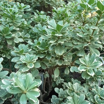 Pittosporum tobira ' Creme de Minthe