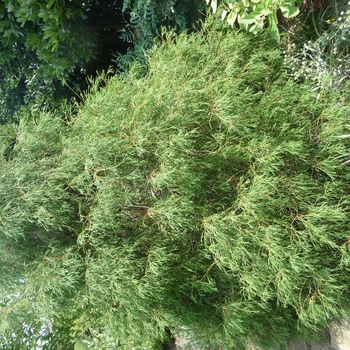 Thuja occidentalis 'Filiformis' - Arborvitae
