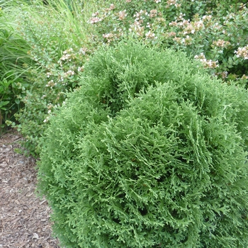 Thuja occidentalis 'Little Giant' - Dwarf White Cedar