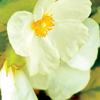 Cistus hybridus - Rockrose