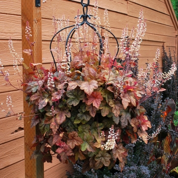 Heucherella 'Redstone Falls' - Variegated Foamy Bells