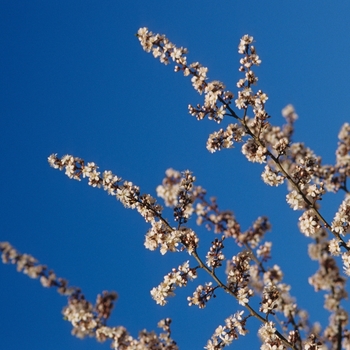 Prunus cerasifera 'Cripoizam' - Crimson Pointe Flowering Plum