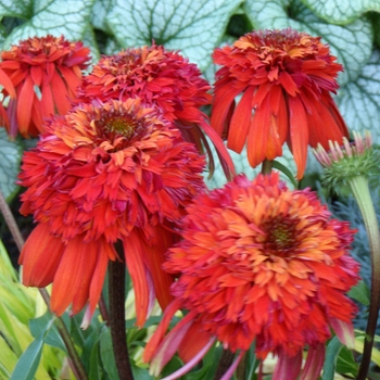 Echinacea 'Hot Papaya' - 'Hot Papaya' Coneflower