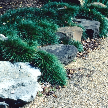 Ophiopogon japonicus 'Nana' - Dwarf Mondo Grass