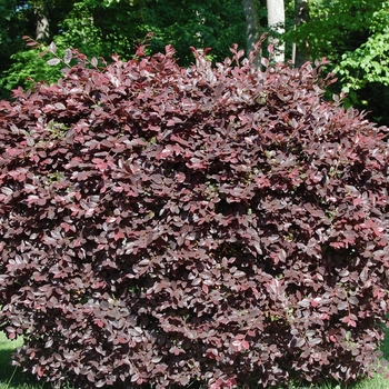 Loropetalum chinense rubrum 'Pipas Red' - Pipa's Red Fringe Flower