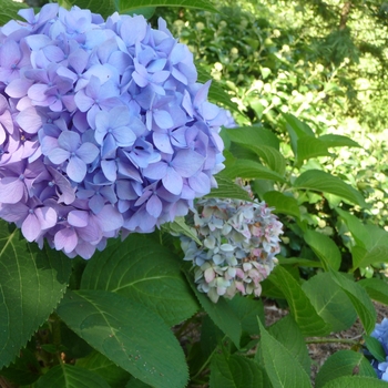 Hydrangea macrophylla 'Penny Mac' - Penny Mac Hydrangea