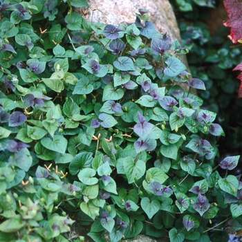 Viola labradorica - Labrador Violet