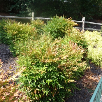 Nandina domestica 'Gulf Stream' - Gulf Stream Nandina