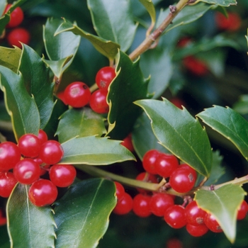 Ilex x 'Nellie Stevens' - Nellie R. Stevens Holly
