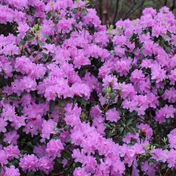 Rhododendron 'Purple Gem' - Dwarf Rhododendron
