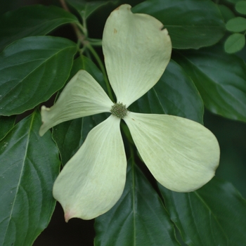Cornus kousa 'Constellation' - Constellation Dogwood