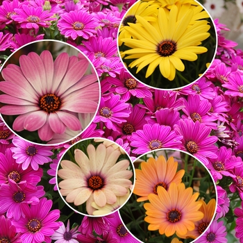 Osteospermum Multiple Varieties - Cape Daisy