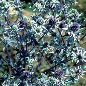 Eryngium planum - Sea Holly