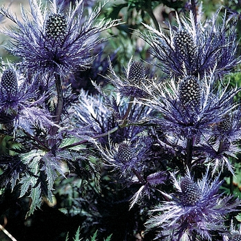 Eryngium alpinum 'Blue Star®' - Alpine Sea Holly