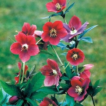 Helleborus orientalis 'Red Lady' - Lenten Rose