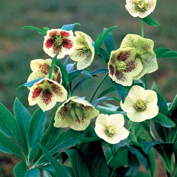 Helleborus orientalis 'White Spotted Lady' - Lenten Rose