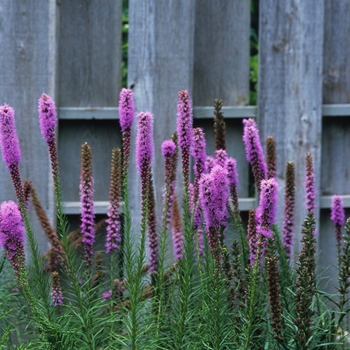 Liatris spicata - Blazing Star
