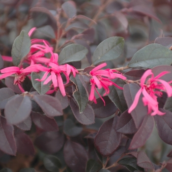 Loropetalum chinense rubrum 'Fire Dance' - Chinese Fringe Flower