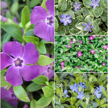 Multiple Varieties - Vinca - Periwinkle Groundcover