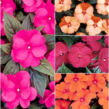 Impatiens - New Guinea Impatiens