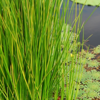 Baumea rubiginosa - Variegated Rush