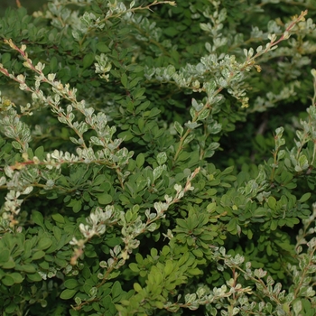 Berberis thunbergii 'Lime Glow' - Lime Glow Barberry