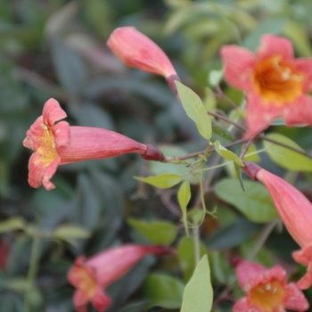 Bignonia capreolata 'Tangerine Beauty' - Tangerine Beauty Cross Vine