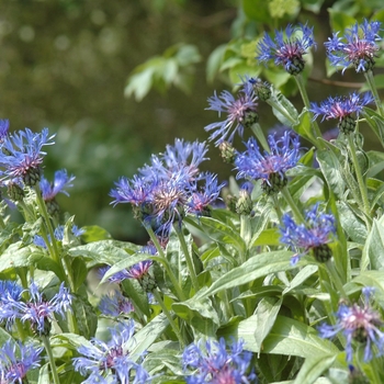 Centaurea montana - Perennial Bachelor's Button