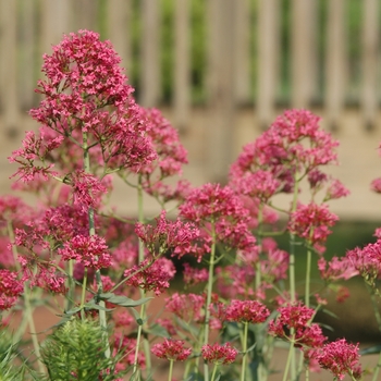 Centranthus ruber 'Coccineus' - Red Valerian