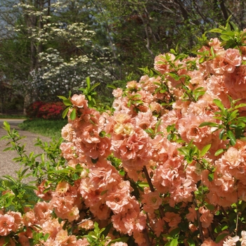 Chaenomeles speciosa 'Cameo' - Cameo Flowering Quince