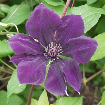 Clematis 'Gypsy Queen' - Gypsy Queen Clematis