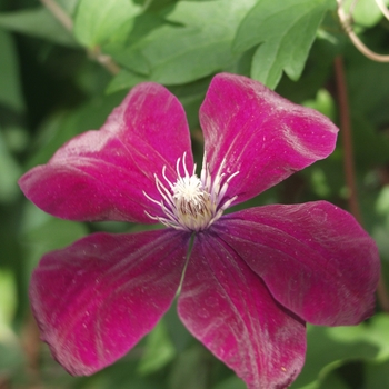Clematis 'Rouge Cardinal' - Rouge Cardinal Clematis