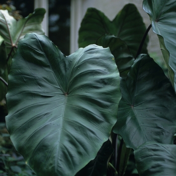 Colocasia esculenta 'Violet Stem' - Violet Stem Colocasia