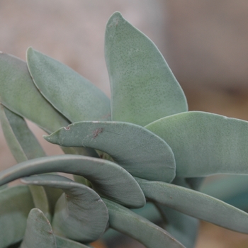 Crassula falcata - Propeller Plant