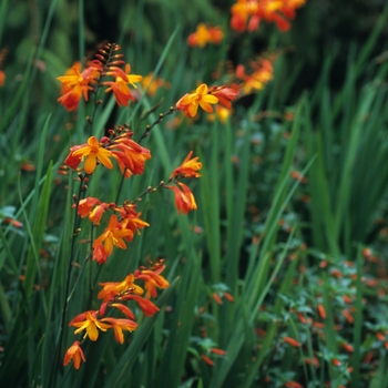 Crocosmia x crocosmiiflora 'Emily McKenzie' - Emily McKenzie Crocosmia