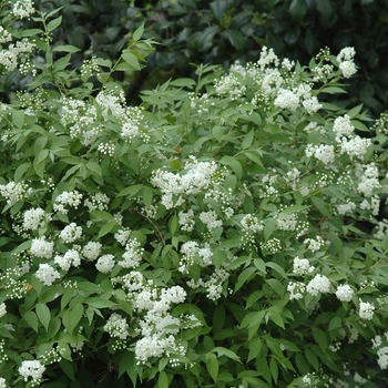 Deutzia scabra - Fuzzy Deutzia