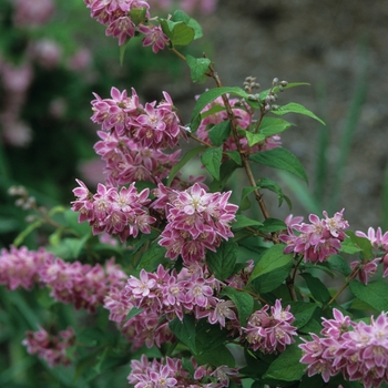 Deutzia 'Magician' - Magician Deutzia