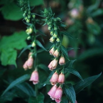 Digitalis x mertonensis - Strawberry Foxglove