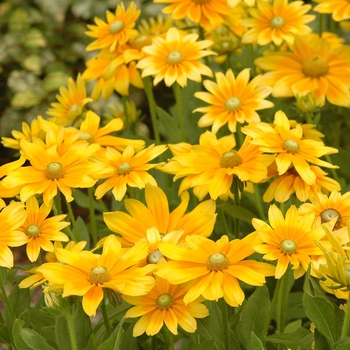 Rudbeckia hirta 'Prairie Sunset' - Black-eyed Susan