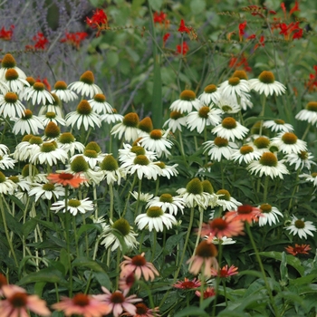 Echinacea purpurea 'White Swan' - White Swan Coneflower