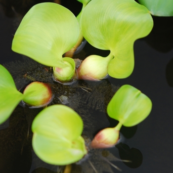 Eichhornia crassipes - Water Hyacinth
